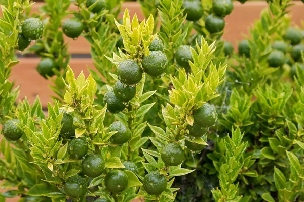 Kumquat de cosecha propia, planta de Cumquat Chinoti (Citrus japonica) con fruta verde —  Fotos de Stock