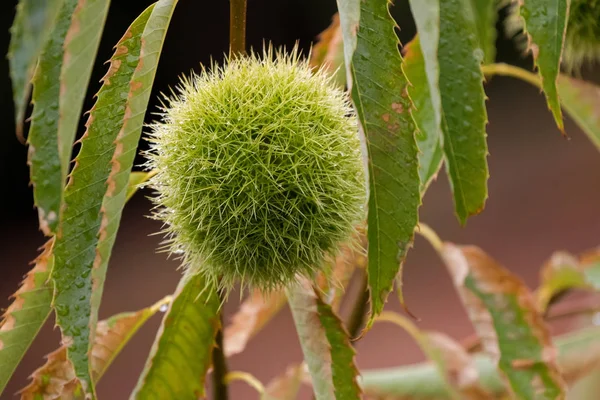 Tazmanya sonbahar yaprakları ile ıslak yeşil tatlı kestane tohum pod closeup — Stok fotoğraf