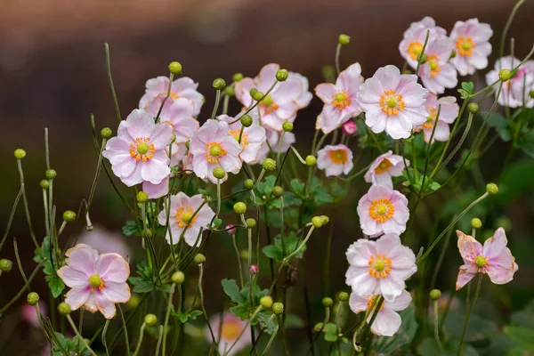 Anémona Japonesa (Windflower) flores en rosa con estambres amarillos — Foto de Stock