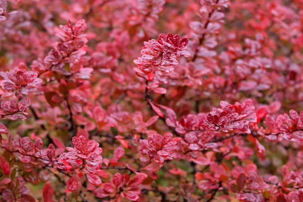 Barberry japonês molhado, também chamado de barberry de Thunberg, barberry vermelho — Fotografia de Stock