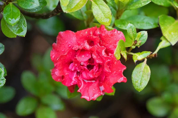 Goyet Azalea Indica bagnata, fiore doppio frilly in fioritura rossa in Tasmania — Foto Stock