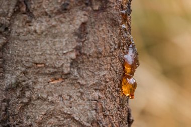 SAP, doğal sakız ağacı reçine ile sarı arka plan bulanık kabuk üzerinde damlayan