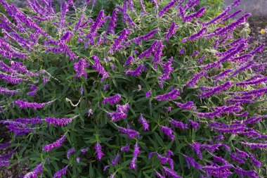 Tazmanya bahçesinde mor gölgede Meksika bush adaçayı çiçekleri
