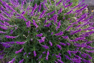 Mexican bush sage flowers in purple shade in the garden in Tasmania clipart