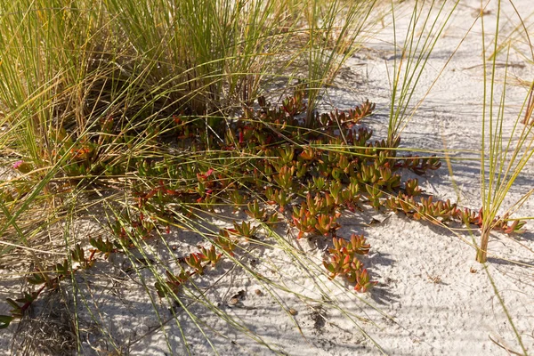 Plante de glace colorée, plante côtière de porc avec des feuilles succulentes — Photo