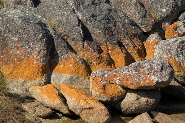 Närbild av röd orange lavar som växer på granit vaggar bildande — Stockfoto