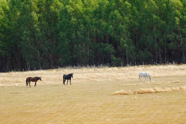 Brown Black Caballo blanco mordisqueando hierba en el campo, Tasmania, Australia — Foto de Stock