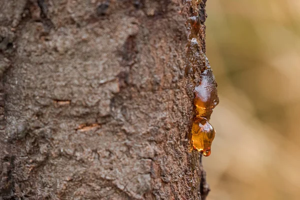 Dripping sap, natural gum tree resin on bark with blurred yellow background — Stock Photo, Image