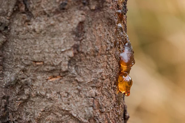 Linfa gocciolante, resina naturale di gomma su corteccia con fondo giallo sfocato — Foto Stock