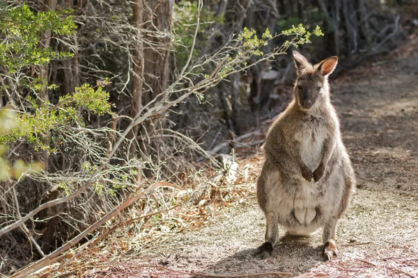 Rothalswallaby steht auf Waldboden in Tasmanien, Australien — Stockfoto