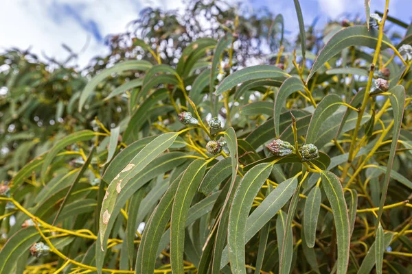 Folhas verdes longas e sementes de goma, botão de flor de goma azul da Tasmânia, Tasmânia — Fotografia de Stock