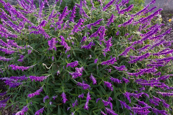 Mexicanske busk salvie blomster i lilla skygge i haven i Tasmanien - Stock-foto