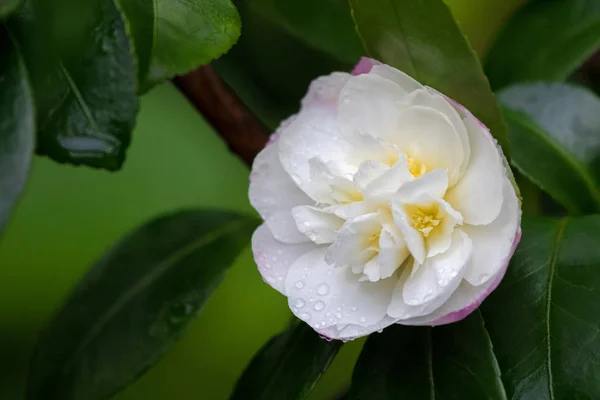 Camellia te blomma (tsubaki) i vit rosa kronblad med gula ståndare — Stockfoto