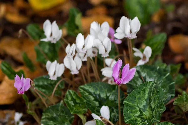 Cyclamen, Persian Violet flower in pink purple and white petals — Stock Photo, Image