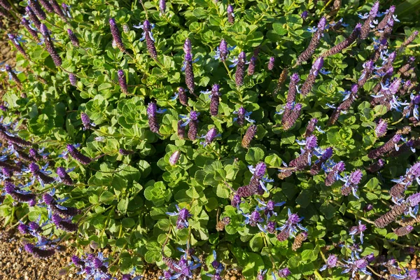Hundens bane blomst pigge i blå lilla blomstrende i haven - Stock-foto
