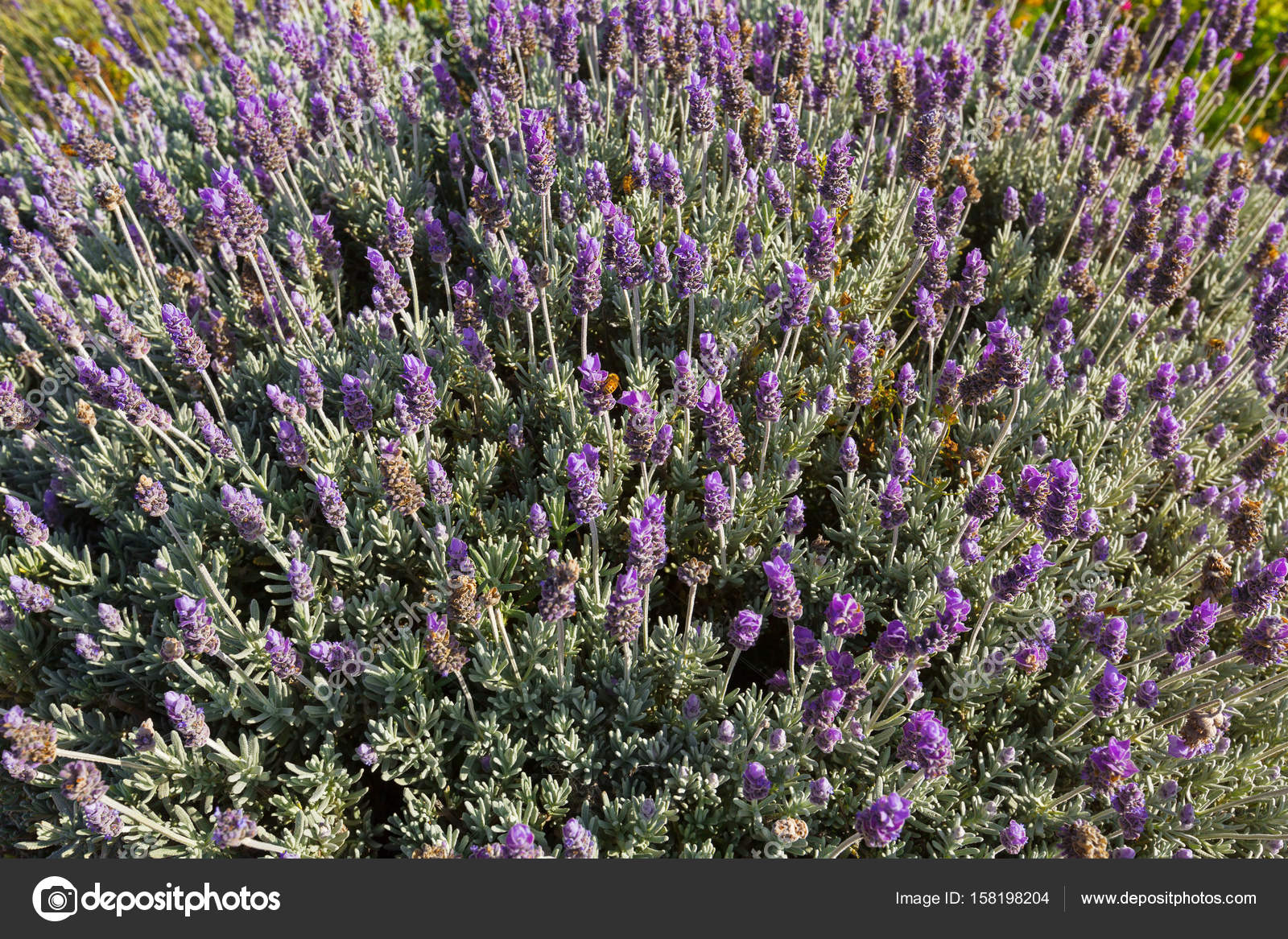 English Vs French Lavender Home Guides Sf Gate English Vs French Lavender Home Guides Sf Gate