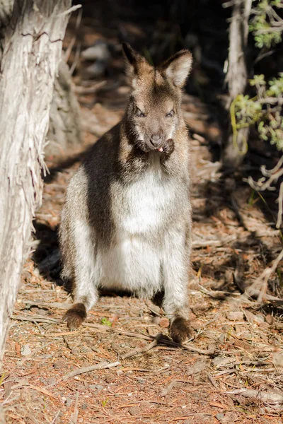 Rothalswallaby steht in Tasmanien, Australien und pflegt sich in der Sonne — Stockfoto
