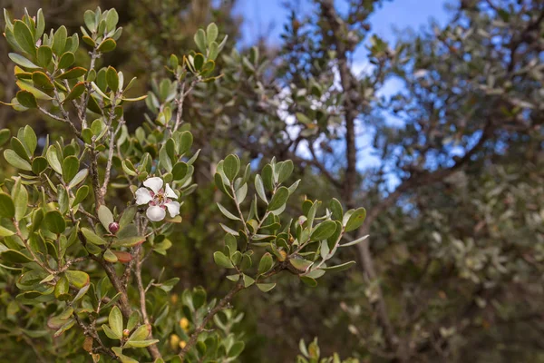 White flower of Woolly tea-tree blossoming during Autumn in Tasmania — Stock Photo, Image