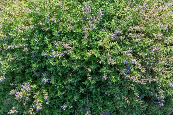 Nepeta, nazývané také catmints kvetoucí v modré fialové barvy v zahradě, Tasmánie — Stock fotografie