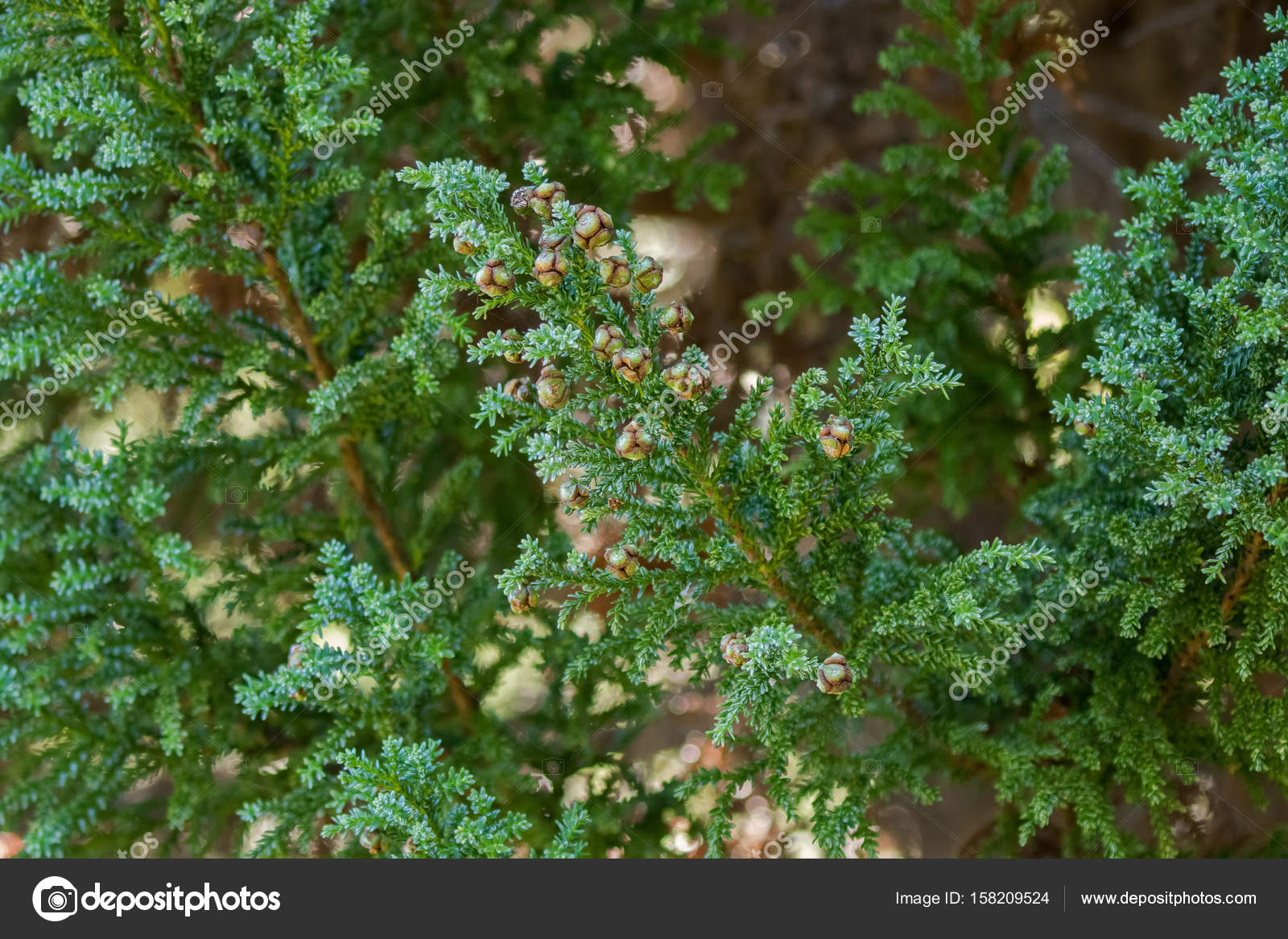 Conos de semillas globosas de Fitzroya cupressoides, ciprés de
