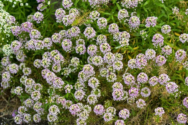 Бледные фиолетовые и белые цветы Alyssum растут в саду в Тасмании — стоковое фото