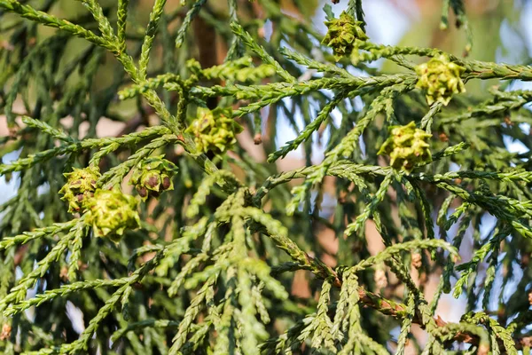 Samenzapfen der Athrotaxis, immergrüner Nadelbaum, endemisch in Tasmanien — Stockfoto