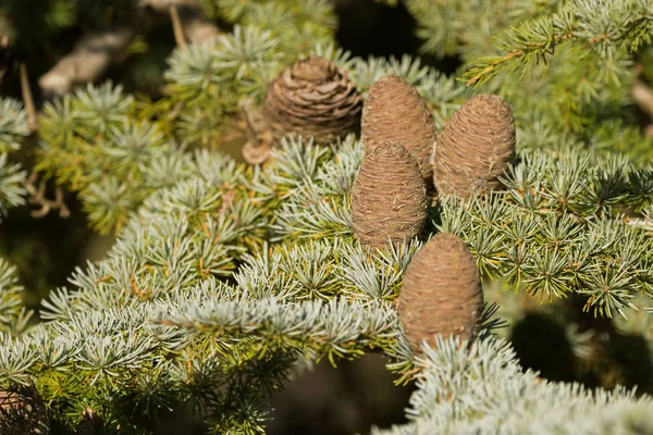 Grote dennenappels van Cedar van Libanon, groenblijvende twijgen van naaldbomen boom groeien in Tasmanië — Stockfoto