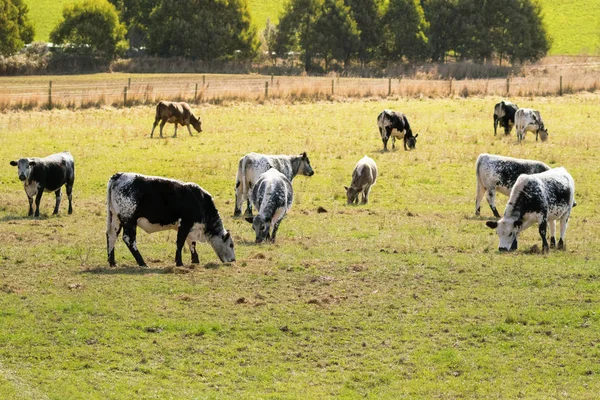 Toros, terneros en blanco rayado con mancha negra en la piel pastando hierba en Tasmania — Foto de Stock