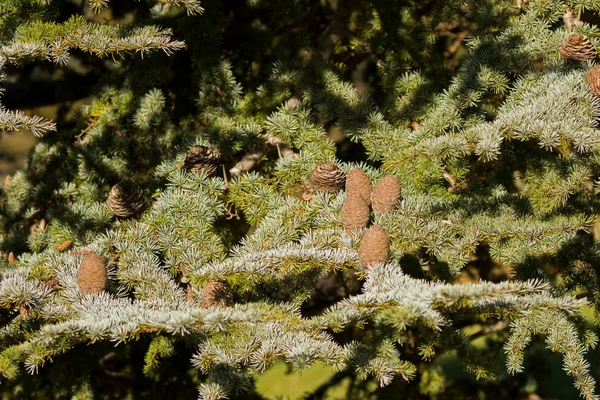 Grandes cones de pinho de cedro do Líbano, coníferas perenes crescendo na Tasmânia — Fotografia de Stock