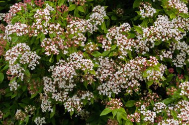 White flowers with pink buds of Viburnum tinus blossoming in inTasmania clipart