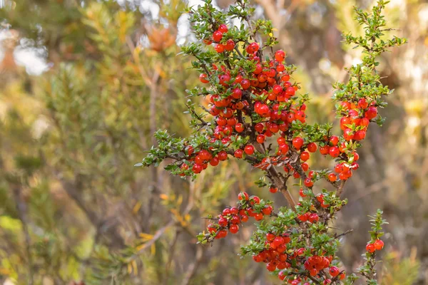 Горная смородина блестящие красные ягоды на Coprosma nitida в Тасмании — стоковое фото