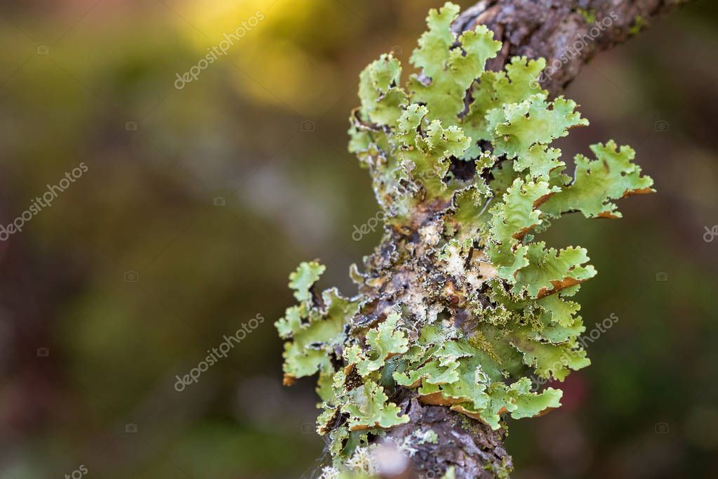 Lichen growth dating