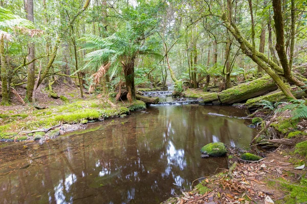 Wysokie drzewa pokryte mchem, rośnie w pobliżu creek, lasu na Kopiec Field, Tasmania — Zdjęcie stockowe