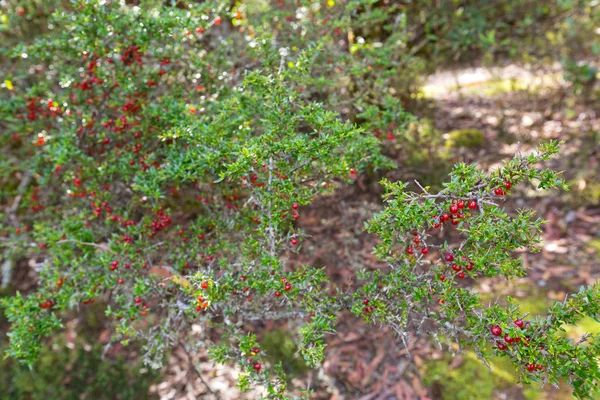 Soft focus of Mountain Currant, shiny red berry fruit on Coprosma Nitida, Tasmania — Stock Photo, Image