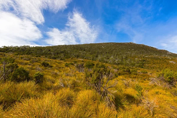 Olika Vegetation som täcker sluttningarna av Mount Campbell, Cradle Mountain, Tasmanien — Stockfoto
