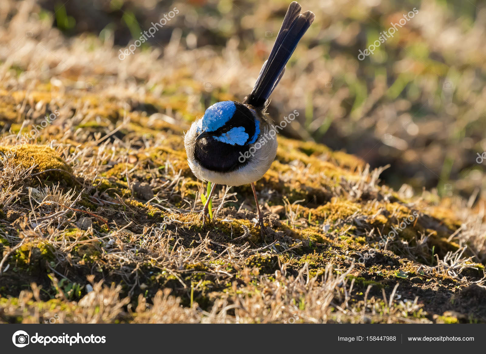 Superbe Fairy Wren Oiseau Mâle Blue Wren Recherche De