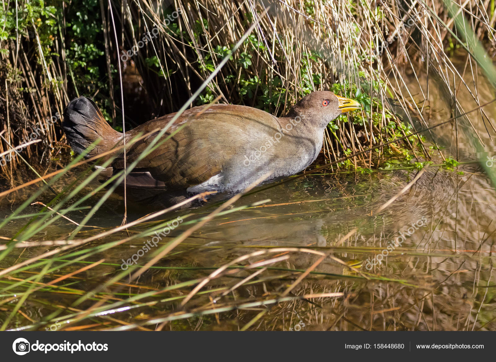 Détails Sur échelle 112 Argile Polymère Jaune Oiseau Avec Rouge Pieds Bec Tumdee Maison De Poupées Z Afficher Le Titre Dorigine
