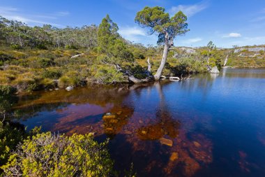 Wombat Havuzu, Cradle mountain, Lake St Clair milli parkta Tazmanya