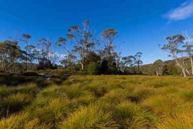 Buttongrass moorland ve uzun boylu sakız ağaçları Cradle mountain, Tazmanya mavi gökyüzüne karşı