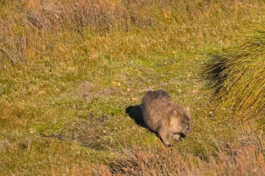 Brown ortak otlatma çim kaka, dışkı onun arkasından Tasmania ayrıldıktan sonra Wombat