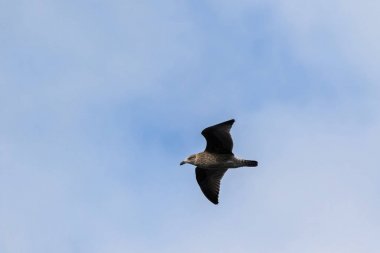 Karanlık bill ve benekli kahverengi gri tüyler uçan ile çocuk martı kuşu