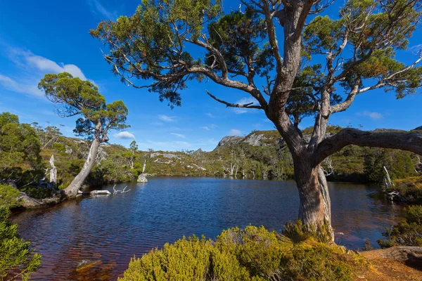 At Wombat basen starożytnych ołówek sosen rosnących na brzegu jeziora, Tasmania — Zdjęcie stockowe