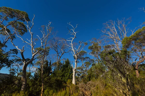 Wiele drzew gumowych wysoki, sosna rośnie w Las eukaliptusowy śladzie lądowymi, Tasmania — Zdjęcie stockowe