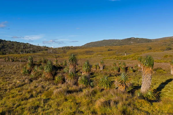 Olbrzymie drzewa trawa, Pandani, charakterystyczny endemicznych Tasmanian okrytozalążkowych, Tasmania — Zdjęcie stockowe