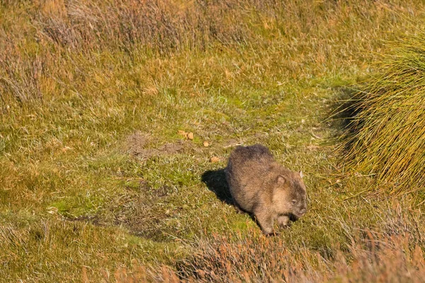 Brauner gemeiner Wombat weidet Gras, nachdem er Poo, Kot hinter seinem Rücken, Tasmanien hinterlassen hat — Stockfoto