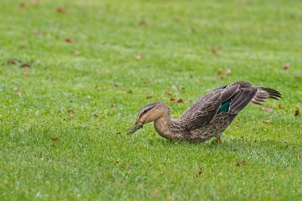 Pato negro Pacífico, pato zambullidor caminando sobre verde hierba alimentándose, Tasmania —  Fotos de Stock