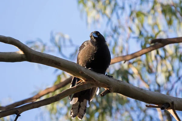 Pájaro paseriforme negro Currawong con ojos amarillos posando sobre Eucalipto en Tasmania — Foto de Stock