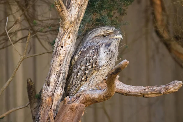 Sleepy face of Tawny frogmouth with tufts perching on tree branch, Tasmania — Stock Photo, Image