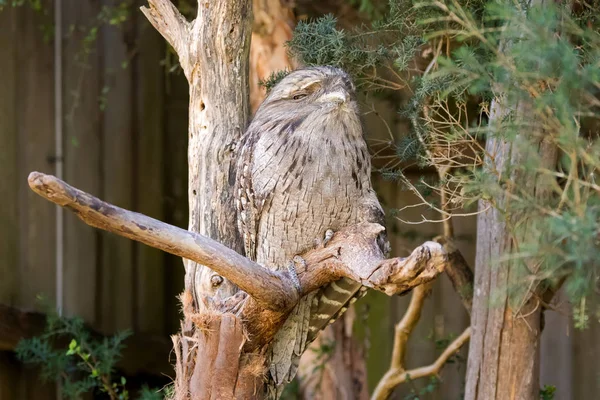 Sleepy face of Tawny frogmouth with tufts perching on tree branch in Tasmania — Stock Photo, Image