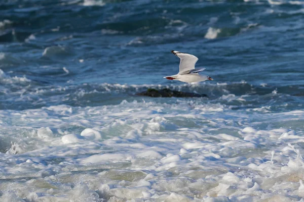 Серебряная чайка, морская птица-чайка, летящая над морской водой с пищей в клюве — стоковое фото